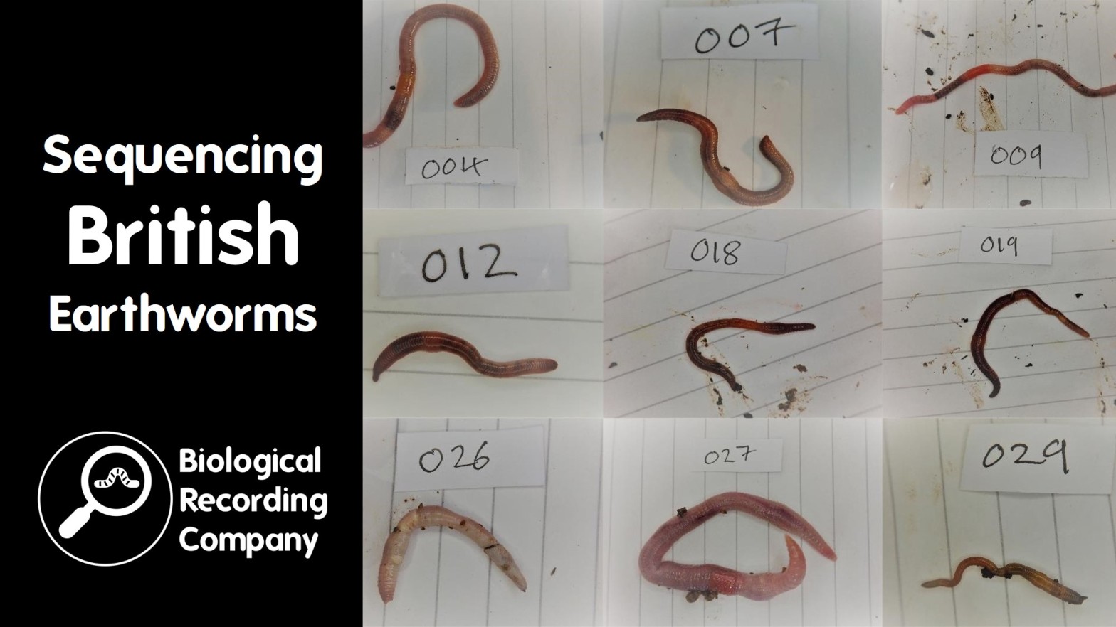 Sequencing British Earthworms – Biological Recording