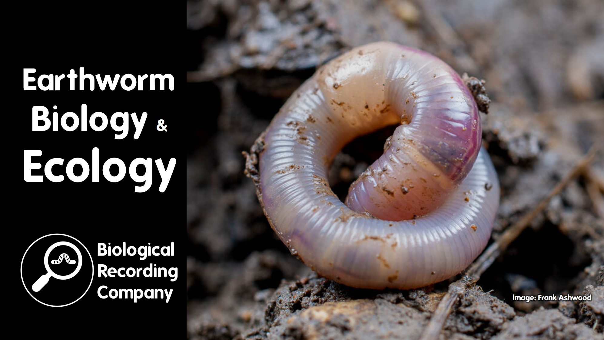 Earthworm Biology & Ecology Training Course – Biological Recording