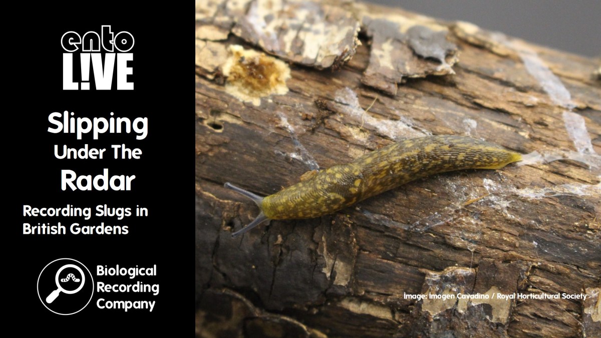 Tree Band Slugs Slipping Under the Radar: Recording Slugs in British Gardens ...