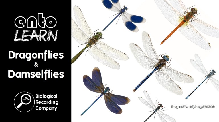 Identiplant: A Unique Tutor-led Online Botany Course – Biological Recording