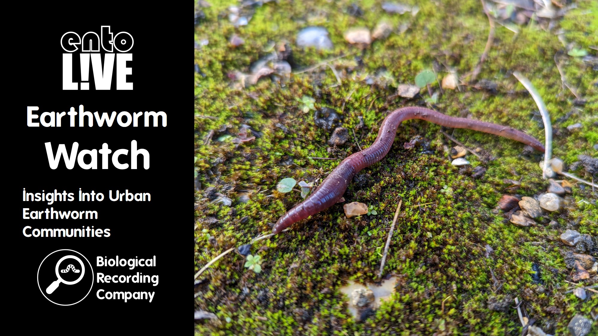 entoLIVE – Biological Recording