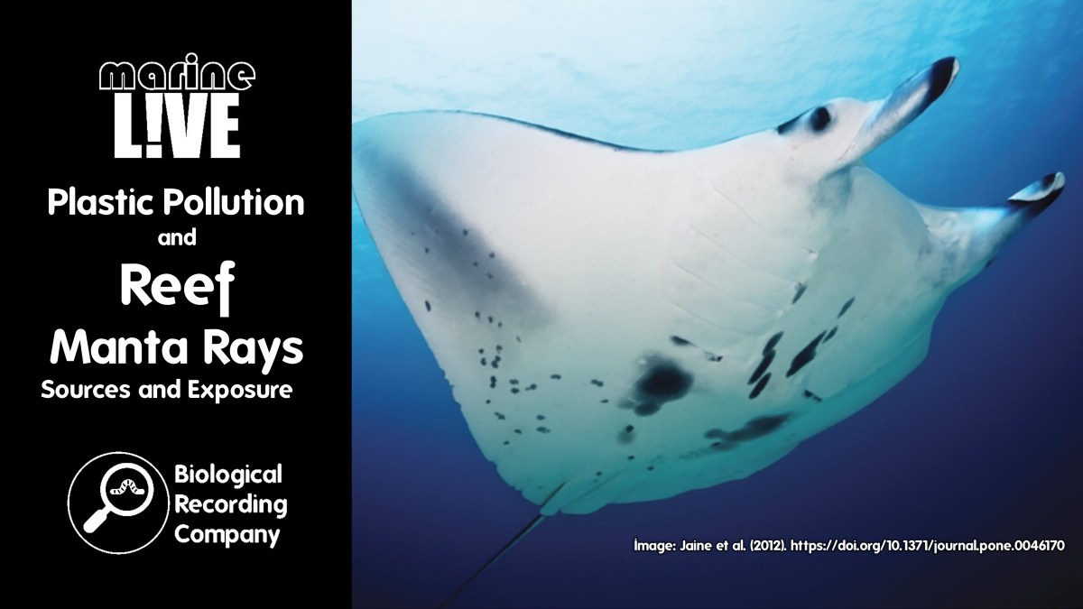 Plastic Pollution and Reef Manta Rays: Sources and&nbsp;Exposure