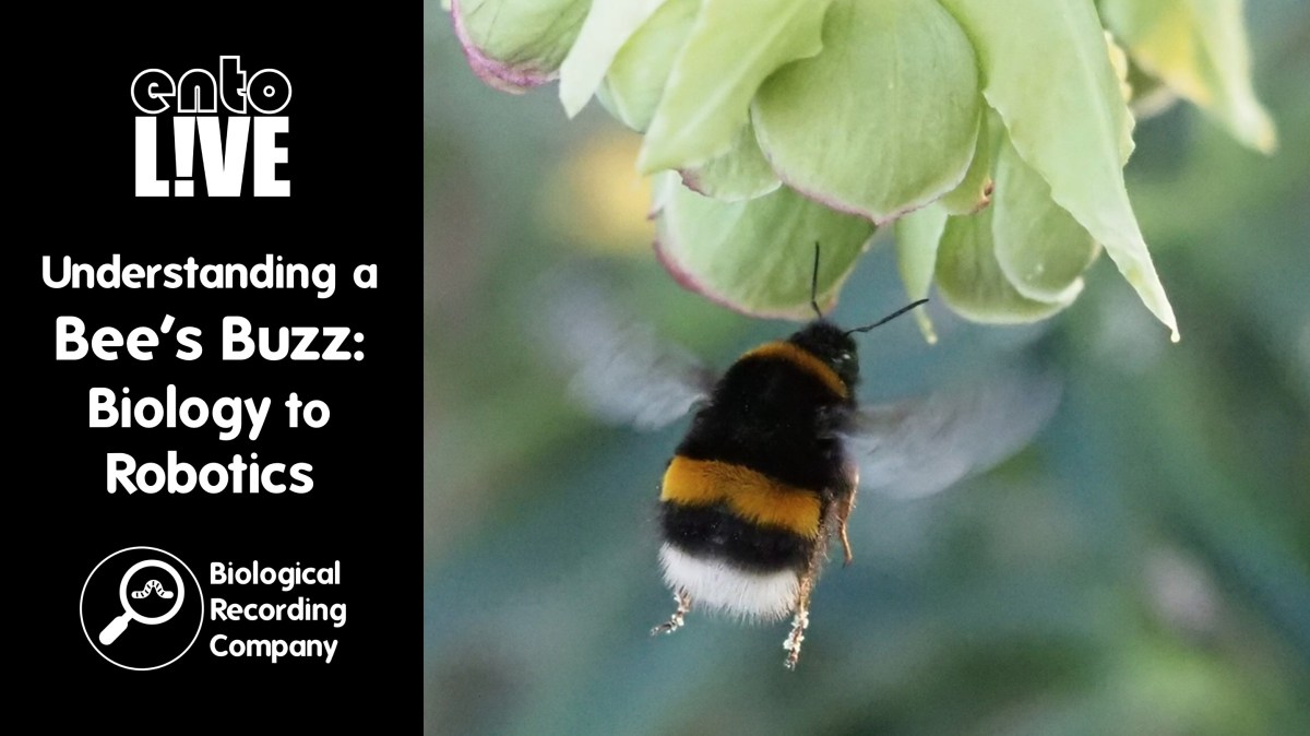 Understanding a Bee’s Buzz: Biology to&nbsp;Robotics