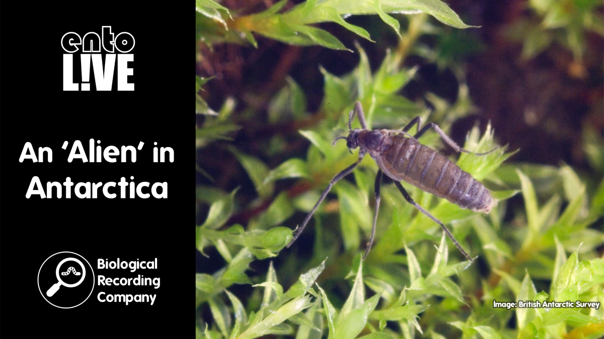 An ‘Alien’ in&nbsp;Antarctica