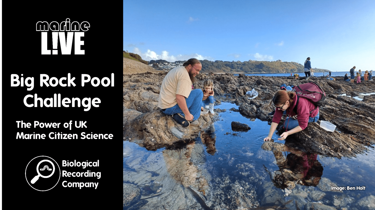 Big Rock Pool Challenge: The Power of UK Marine Citizen&nbsp;Science