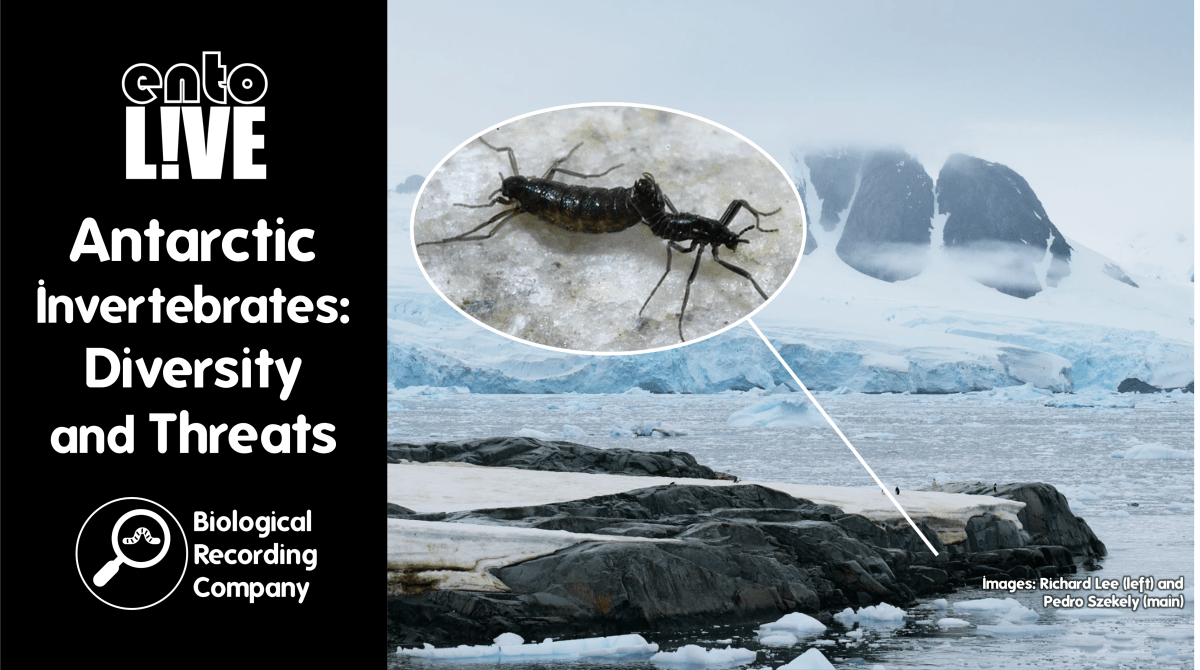 Antarctic Invertebrates: Diversity and&nbsp;Threats
