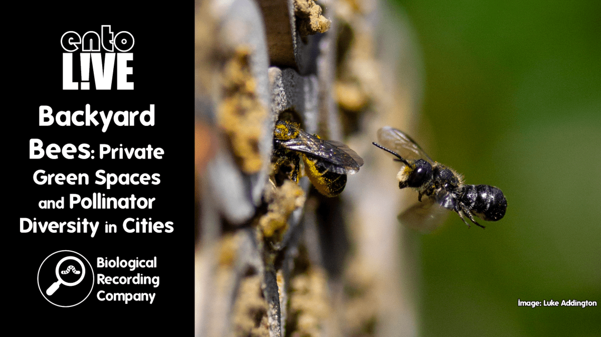 Backyard Bees: Private Green Spaces and Pollinator Diversity in&nbsp;Cities