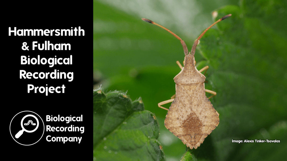 Hammersmith and Fulham Biological Recording&nbsp;Project