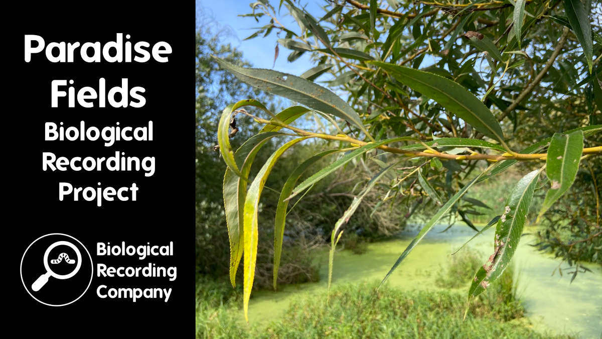 The Ealing Beaver&nbsp;Project