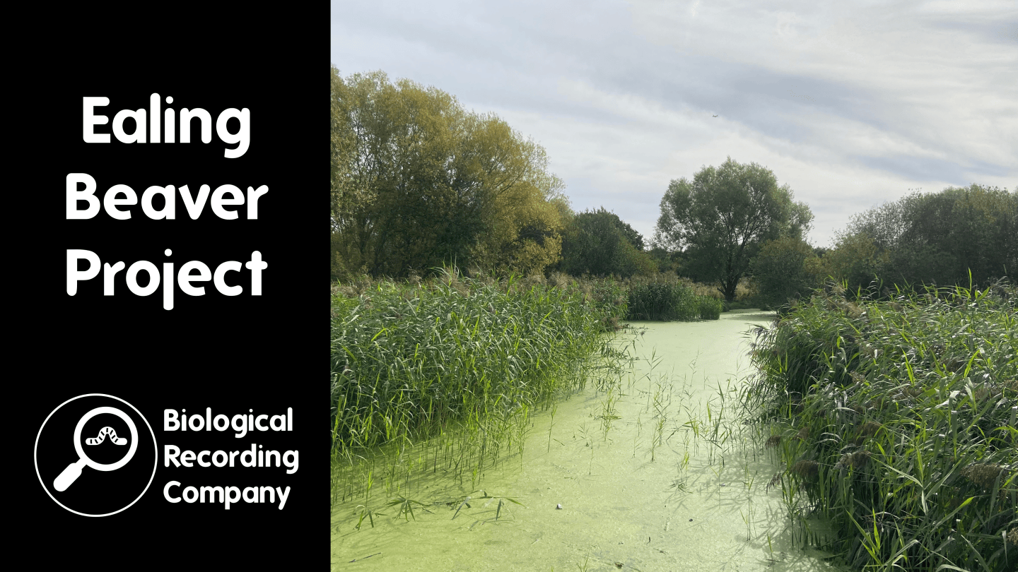 The Ealing Beaver Project – Biological Recording