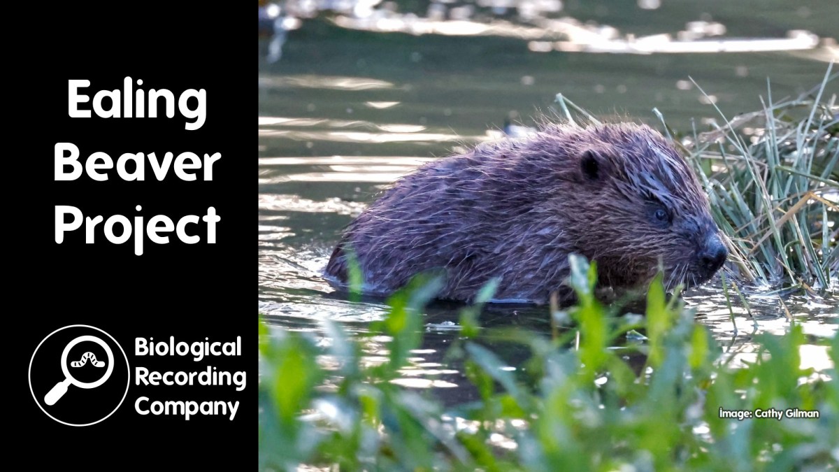 The Ealing Beaver&nbsp;Project