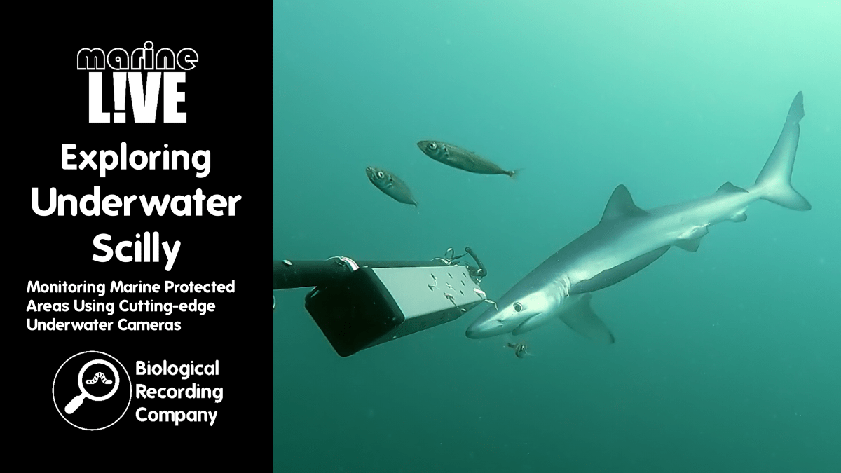 Exploring Underwater Scilly: Monitoring Marine Protected Areas Using Cutting-edge Underwater&nbsp;Cameras