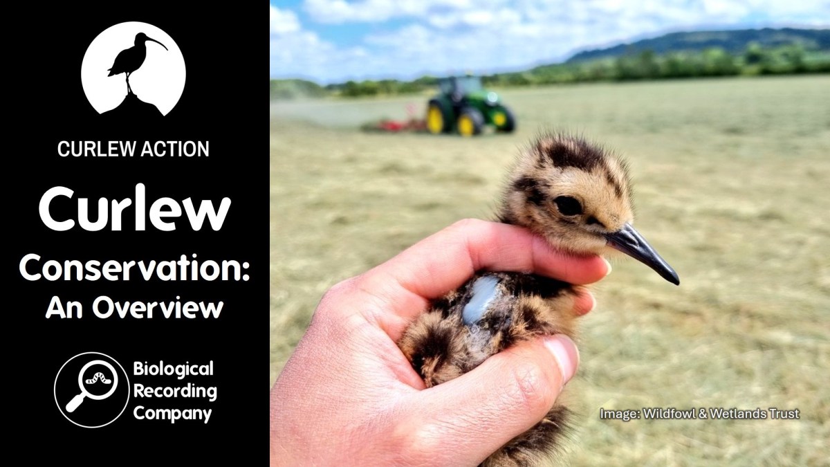 Curlew Headstarting: Post-release&nbsp;Monitoring
