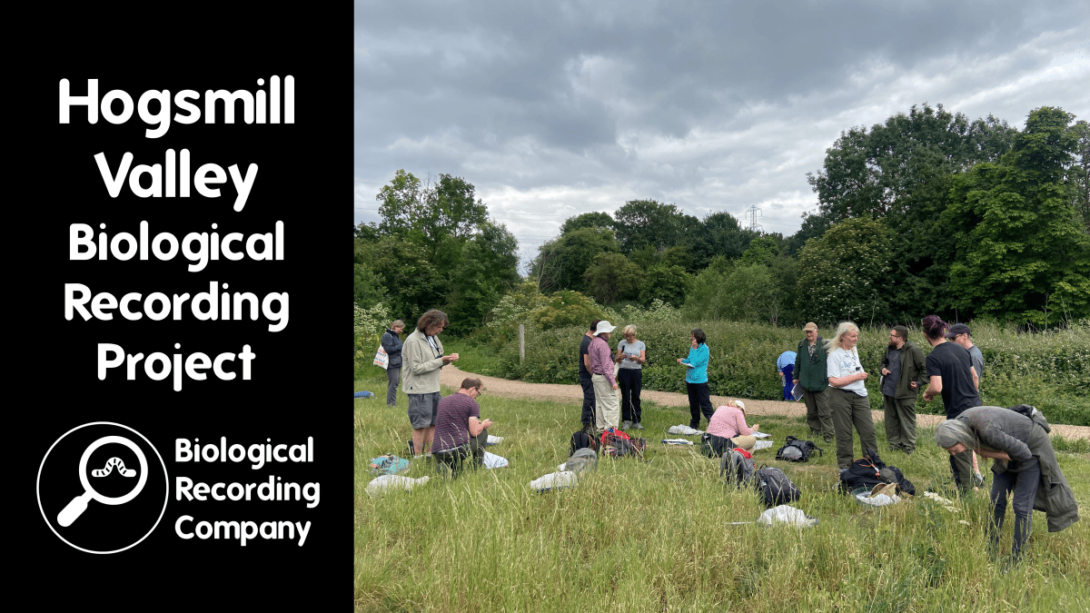 Hogsmill Valley Biological Recording&nbsp;Project